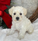 zdrav� mal� kn�ra� �t��ata k adopci.