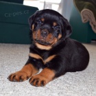 zdrav� �t��ata rotvajlera a feny k adopci.