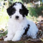 �t��ata pudla na prodej. �t���tka jsou v�echna o�kovan� a od�erven�.