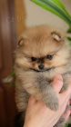 miniaturn� �t��ata pomeranian� na prodej. Jsou o�kovan� a od�erven�.