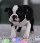 �t���tka bostonsk�ho teri�ra k ADOPCI