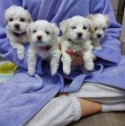 �t��ata bi�onka k adopci.