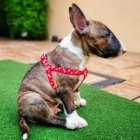 �t��ata bulteri�ra k adopci.