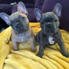 �t��ata francouzsk�ho buldo�ka k adopci