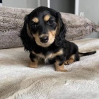 zdrav� �t��ata jezev��k� k adopci