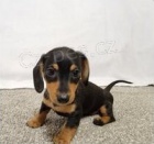 Miniaturn� �t��ata jezev��ka.