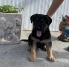 �t��ata n�meck�ho ov��ka.