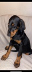 �t��ata doberman�.