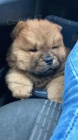 3 �t��ata Chow chow.