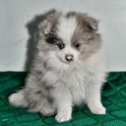 Pomeransk� �t��ata.