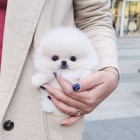 K dispozici kr�sn� �t��ata pomeranian�
