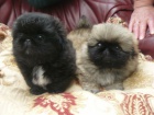 Prodm tata pekinz