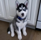 sibi�sk� husky s kr�sn�ma modr�ma o�ima k adopci.