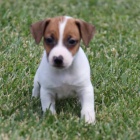 Prod�m �t��ata jack russell teri�ra. V�echna �t��ata jsou o�kovan� a zdrav�.