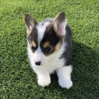 krsn a andlsk tata Pembroke Welsh Corgi na prodej.