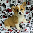 okovan tata Pembroke Welsh Corgi k adopci