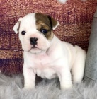 zdrav� o�kovan� Kr�sn� �t��ata anglick�ho buldo�ka k adopci