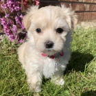 O�KOVAN� miniaturn� malt�z��ci k adopci