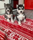 Rozkon sibisk husky s krsnma modrma oima.