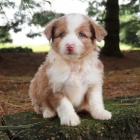 �t��ata Aussiedoodle k adopci.