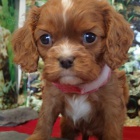 Zdrav� a kr�sn� �t��ata kokrl�k� k adopci. �t���tka jsou v�echna o�kovan� a od�erven�.