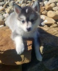 �t��ata sibi�sk�ho husky.