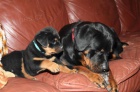 Roztomil� �t��ata rottweiler�.