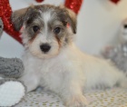 �t��ata mal�ho kn�ra�e k adopci.