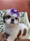 Kr�sn� shih Tzu �t���tka.