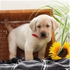 Vy�kolen� �t��ata labradorsk�ho retr�vra.