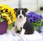 �t��ata Bostonsk�ho teri�ra.