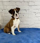 P�kn� a roztomil� boxersk� �t���tka.