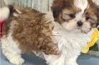 Vz�cn� �t��ata Shih Tzu.