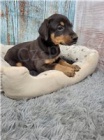 Rodokmen �t��ata Dobermann.