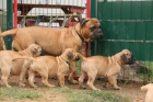 Roztomil� �t���tka Bullmastiff.