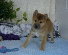 Japonsk tata Shiba Inu