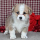 N�dhern� �t���tka Corgi Pembroke k dispozici.