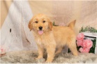 Krevn� linie Golden Retriever �t��ata p�ipravena.