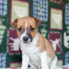 2 kr�sn� �t���tka Jack Russell p�ipravena.