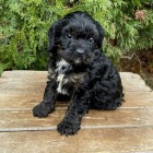 Pejsek a fenka St Bernard �t��ata p�ipravena.