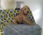 Okouzluj�c� �t��ata Goldendoodle.