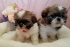 Vz�cn� �t��ata Shih Tzu.