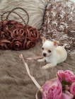 Ohromuj�c� �t���tka Chihuahua k dispozici.
