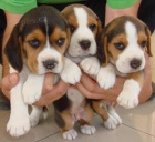 Kr�sn� �t���tka Beagle p�ipraven� k rehomingu.
