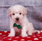 Zdrav� �t��ata Bichon Poo k adopci   