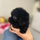 mini �ern� pejsek a fenka pudla k adopci.