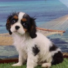 Zdrav tata Kavalr King Charles Spaniel k adopci