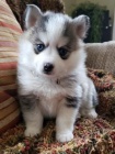 O�kovan� �t��ata Pomsky k adopci.
