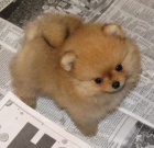 Pomeranian �t��ata k adopci. 