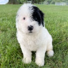 Zdrav� a kr�sn� �t���tka pejska a feny portugalsk�ho vodn�ho psa k adopci